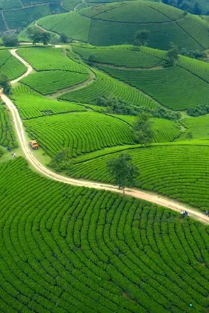 Tea Plantations